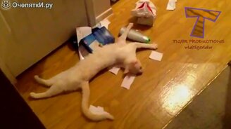 Хозяева ругают провинившихся котов - смотреть видео (4:01)