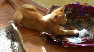 Провинившиеся коты: как их ругают - смотреть видео (4:17)