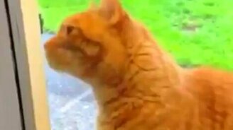 Звонок для кота - смотреть видео (0:44)