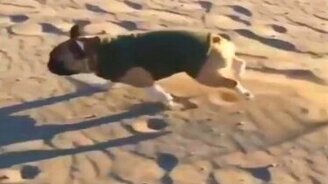 Бульдожик на пляже - смотреть видео (0:15)