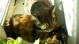 Кот и кошка: нежности - смотреть видео (1:03)