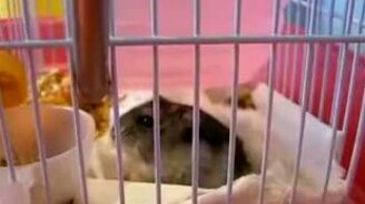 Хомяк в гневе - смотреть видео (0:32)