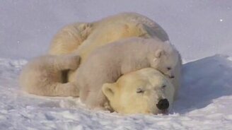 Белая медведица с медвежатами - смотреть видео (1:55)