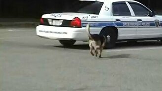 Собака самостоятельно залазит в машину - смотреть видео (0:22)