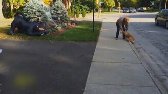 Пёс на грани инфаркта - смотреть видео (0:08)