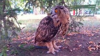 Ёль жрёт ель - смотреть видео (0:47)