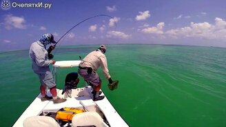 Барракуда атакует каранкса - смотреть видео (0:24)