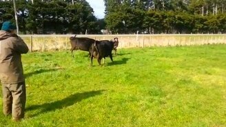 Неудачная попытка забрать телёнка - смотреть видео (0:17)