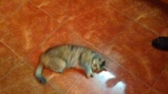 Кошка с ума сходит от оливок - смотреть видео (1:04)