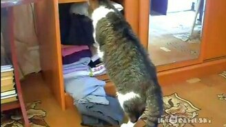 Кошки лазают по ящикам - смотреть видео (1:55)