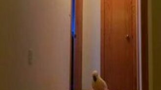 Попугай негодует - смотреть видео (0:49)