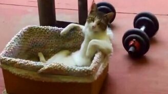 Кот отдыхает по-человечески - смотреть видео (0:20)