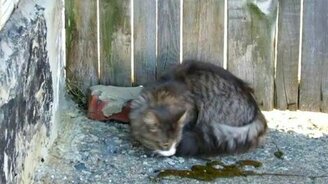 Кошкина игра с мышью - смотреть видео (1:51)