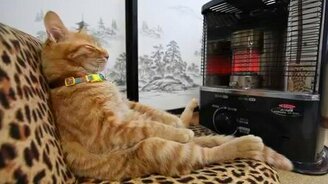 Кот возле обогревателя - смотреть видео (1:14)