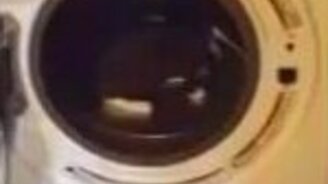 Котёнок в стиральной машине - смотреть видео (0:39)