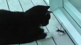 Кот против насекомого - смотреть видео (0:58)