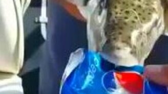 Рыба-банкогрыз - смотреть видео (0:44)