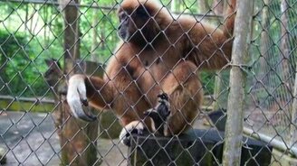 Как поют гиббоны - смотреть видео (2:21)