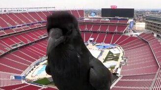 Ворон против камеры - смотреть видео (0:22)