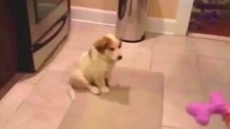 Щенок ловит игрушку - смотреть видео (0:09)