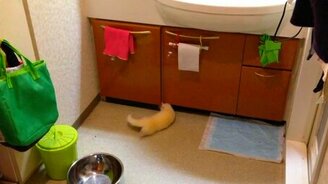 Хорёк хозяйничает в ванной - смотреть видео (3:35)