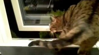 Кот самостоятельно вышел на прогулку - смотреть видео (0:26)