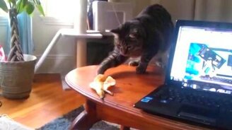 Кошки против бананов - смотреть видео (1:03)