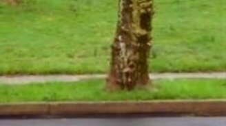 Беличья неудача - смотреть видео (0:04)