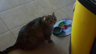 Я ещё недостаточно толстый! - смотреть видео (1:26)