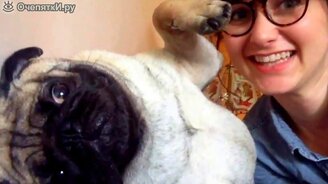 Даже собака не любит селфи - смотреть видео (0:33)