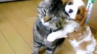 Смешной щенок и инфантильный кот - смотреть видео (0:21)