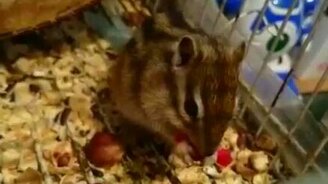 Бурундук кушает вишню - смотреть видео (1:34)