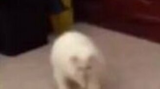 Кот приносит ошейник - смотреть видео (0:34)