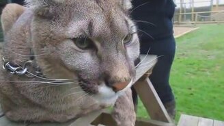 Как мяукает пума - смотреть видео (0:19)