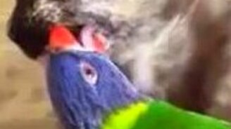 Попугай-стоматолог - смотреть видео (0:14)