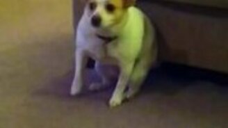 Собачий танец попой - смотреть видео (0:20)