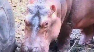 Дружба бегемотика и черепахи - смотреть видео (1:52)