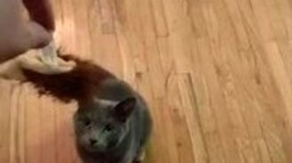 Ревнивая такса - смотреть видео (0:15)