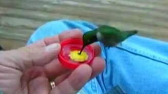 Поит колибри с рук - смотреть видео (1:04)