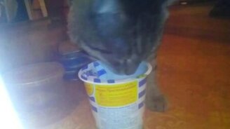 Чистоплотный кот ест сметану - смотреть видео (1:06)