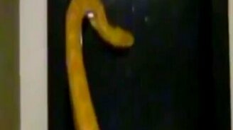Удав пытается открыть входную дверь - смотреть видео (1:50)