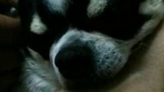 Богатырский храп собачонки - смотреть видео (0:34)