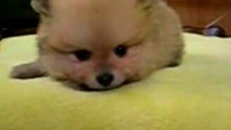 Плачет по мамке - смотреть видео (0:27)