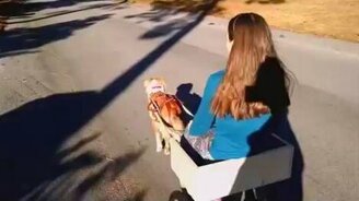 Собака в упряжке катает девочку - смотреть видео (1:08)