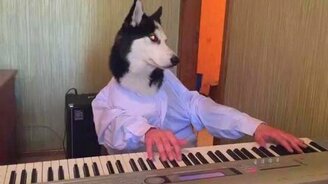 Хаски играет на синтезаторе - смотреть видео (0:32)