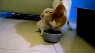 Смешной щенок и добрая кошка - смотреть видео (0:34)