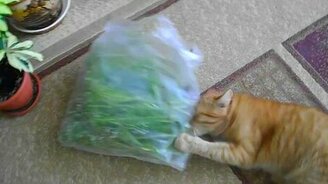 Реакция кота на траву валерианы - смотреть видео (1:54)