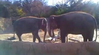 Слон ломает палку - смотреть видео (1:09)