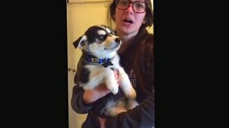 Разговорчивый щенок - смотреть видео (0:30)