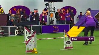 Самая быстрая собака - смотреть видео (1:12)